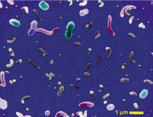 海洋細菌