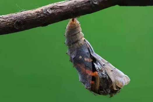 三齒卷蛾