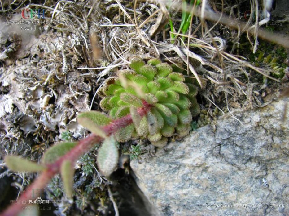 滇藏虎耳草 滇藏虎耳草