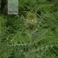 披裂薊 披裂薊