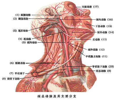 頸外動脈分支