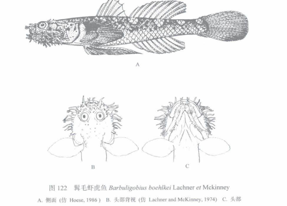 髯毛蝦虎魚 髯毛蝦虎魚