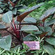 紅寶石(植物品種) 紅寶石(植物品種)