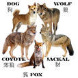 犬科(犬科動物)