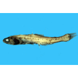 諾貝珍燈魚 諾貝珍燈魚