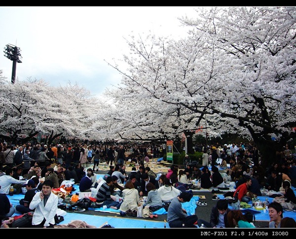 櫻花季節的東京上野公園