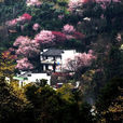 賣花漁村 賣花漁村