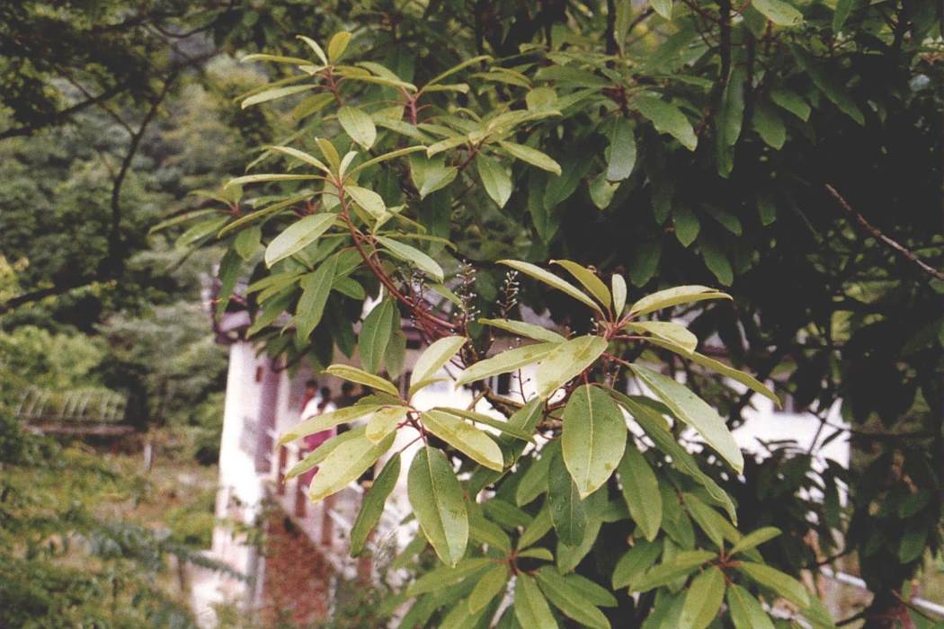 木荷福建74 木荷福建74