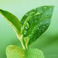 蒙洱太空茶 蒙洱太空茶