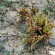 長尖莎草 長尖莎草