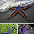 赭色海星 赭色海星