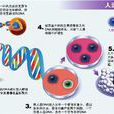 人造微小染色體
