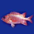 長鰭眶燈魚 長鰭眶燈魚