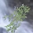 蝕心草 蝕心草