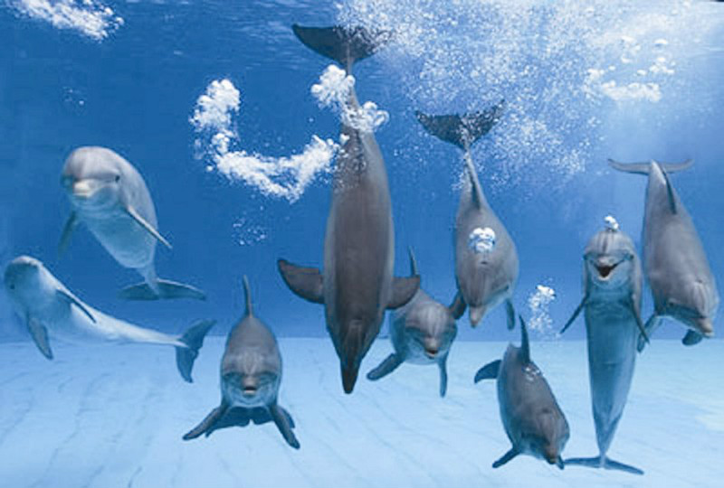 藍色海洋中的海豚們