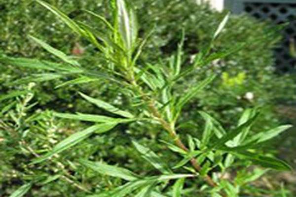 Artemisia vulgaris Artemisia vulgaris