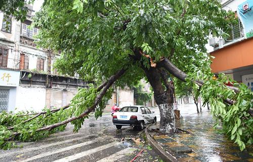 汕頭市區一棵大樹被風吹斷