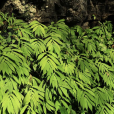 條葉樓梯草 條葉樓梯草