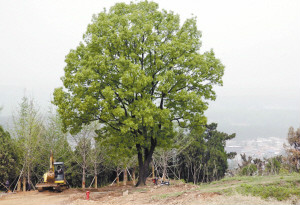 禹王山頂的百年野栗子樹，見證了慘烈的戰役