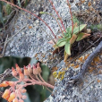 奴婢吉娜 奴婢吉娜
