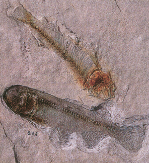 狼鰭魚化石