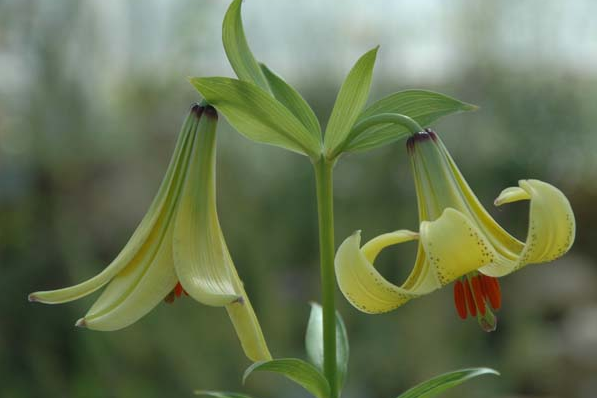 Lilium \x27Hotlips\x27 Lilium \x27Hotlips\x27