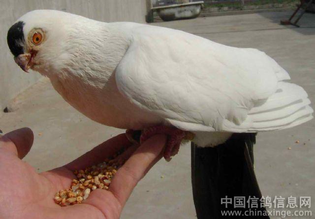 中國點子鴿