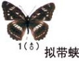 擬帶蛺蝶 擬帶蛺蝶