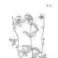 紫花黨參 紫花黨參