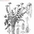 木里厚棱芹 木里厚棱芹