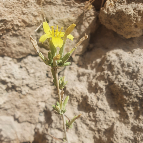 Lactuca acanthifolia