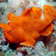 白斑躄魚 白斑躄魚