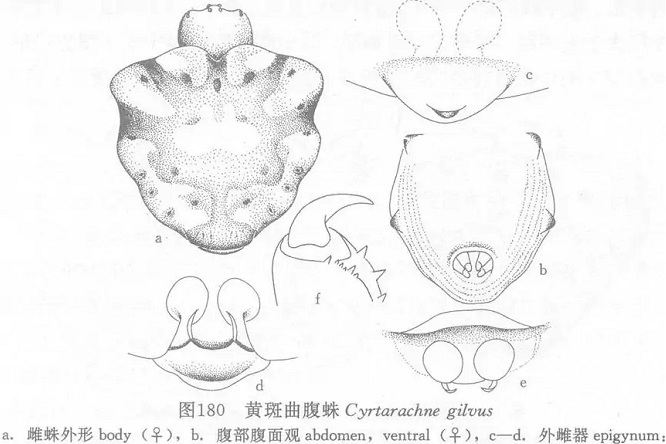 黃斑曲腹蛛