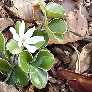 Hepatica maxima