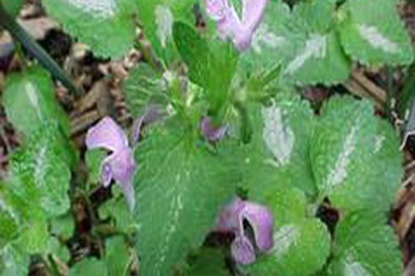 Lamium maculatum \x27Elisabeth de Haas\x27 Lamium maculatum \x27Elisabeth de Haas\x27