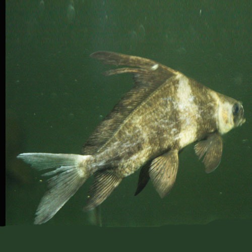 淡水觀賞魚(2002年科學出版社出版圖書)