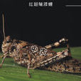紅翅皺膝蝗 紅翅皺膝蝗