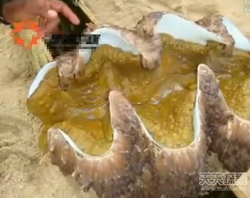 巨型食人蚌