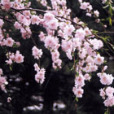 黛玉垂枝 黛玉垂枝
