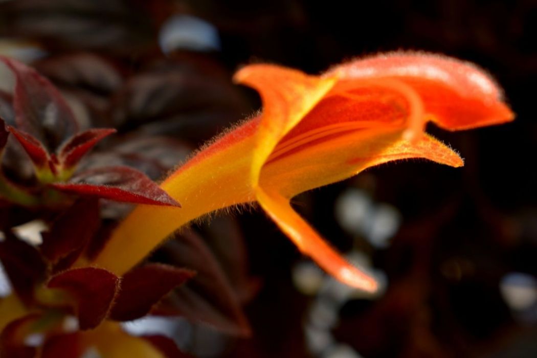 鯨魚花屬 鯨魚花屬