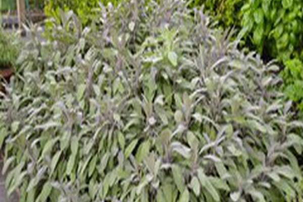 Salvia officinalis \x27Purpurascens\x27