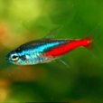 霓虹燈魚 霓虹燈魚