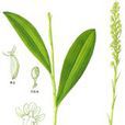 半春蓮(半春蓮) 半春蓮(半春蓮)