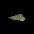 小海螄螺