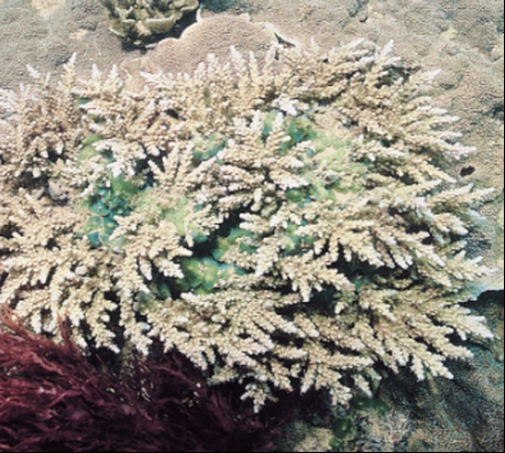 軸管珊瑚屬
