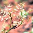 黃練芽 黃練芽