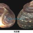 短濱螺 短濱螺