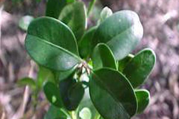 Buxus microphylla var. japonica \x27National\x27 Buxus microphylla var. japonica \x27National\x27