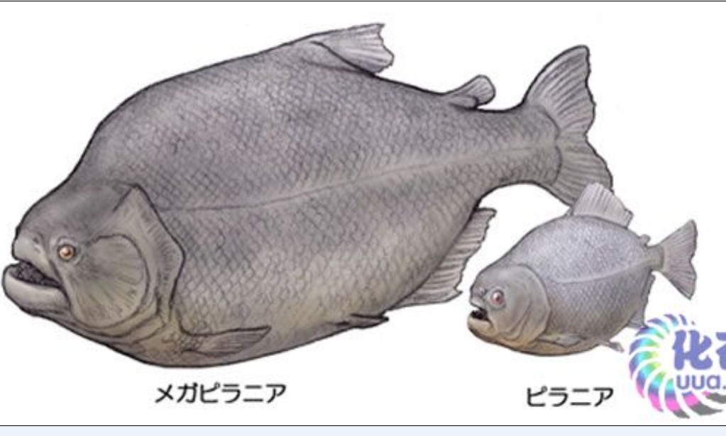 帕蘭巨食人魚與水虎魚體型對比