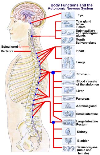 整脊療法脊柱穴位及對應器官